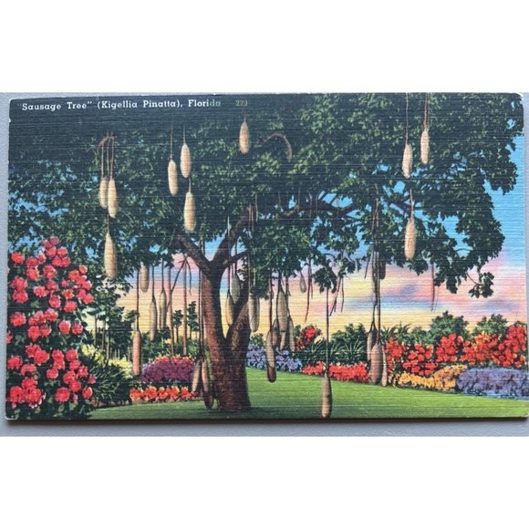 Sausage Tree Kigellia Pinatta Florida Postcard Souvenir Unpostmarked Vintage - Picture 1 of 2